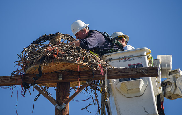 NorthWestern biologist bands an osprey